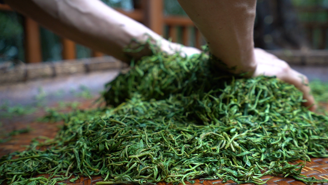 穿岩山国家森林公园天目茶制茶-揉捻工序