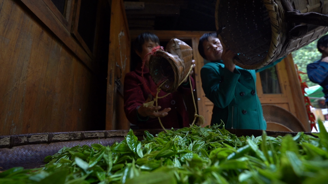 穿岩山国家森林公园天目茶制茶-晾晒工序