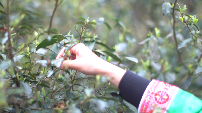 穿岩山国家森林公园天目茶制茶-采青工序