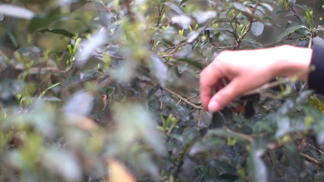 穿岩山国家森林公园天目茶制茶-采青工序