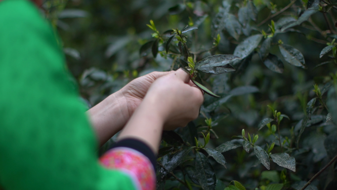 穿岩山国家森林公园天目茶制茶-采青工序