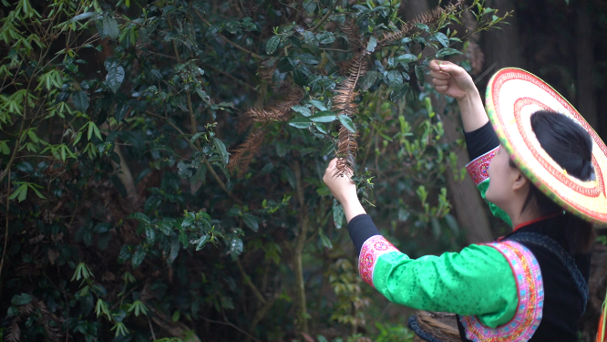 穿岩山国家森林公园天目茶制茶-采青工序