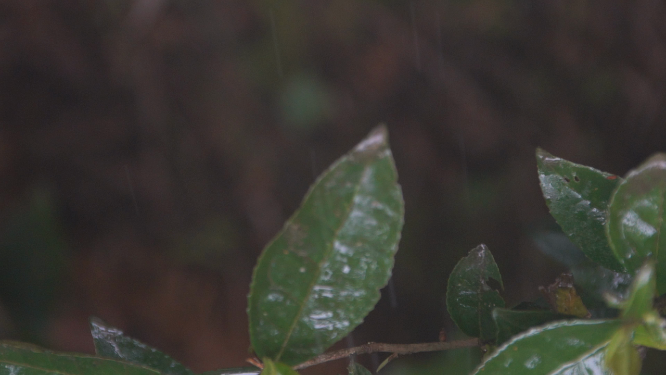 穿岩山国家森林公园天目茶雨天茶叶特写
