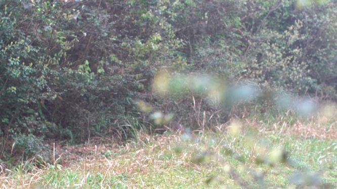 穿岩山国家森林公园天目茶制茶-采青工序