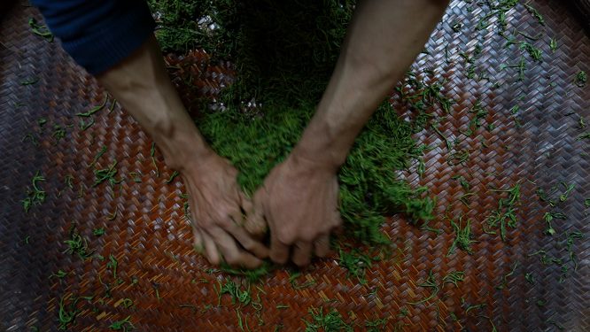 穿岩山国家森林公园天目茶制茶-揉捻工序