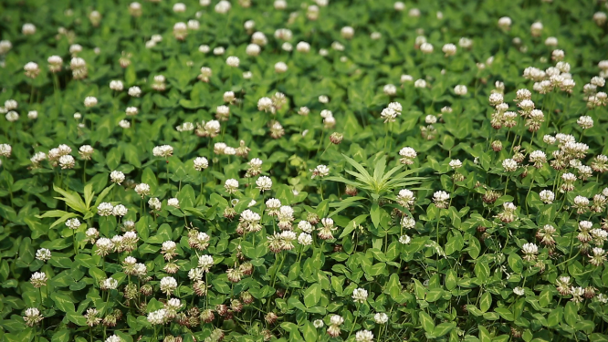 中方荆坪草坪小雏菊