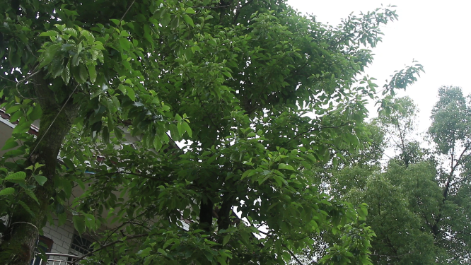 树林环境空镜素材