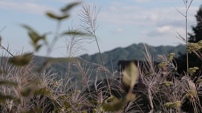 山背开园草丛素材
