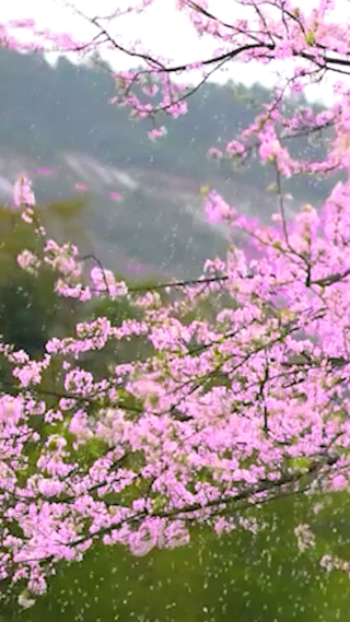 樱花瀑布古装男女素材