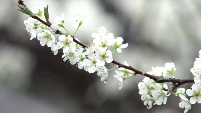 穿岩山梨花