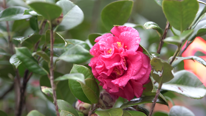 穿岩山山茶花