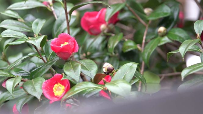 穿岩山山茶花