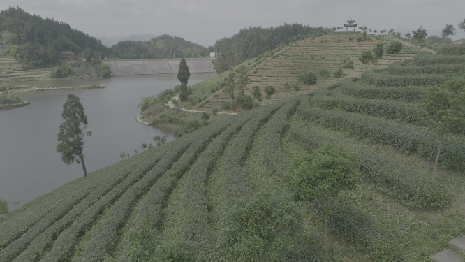 阳雀坡树林航拍素材