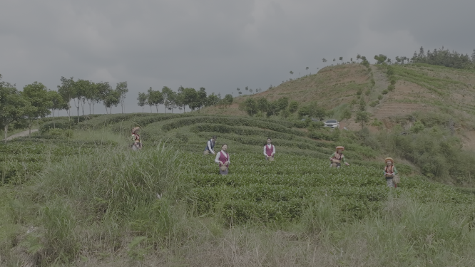 阳雀坡树林航拍素材