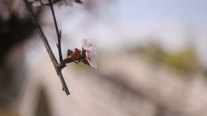 春日樱花空镜