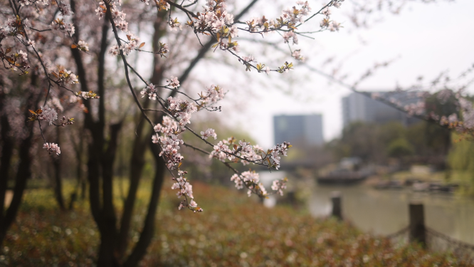 风吹樱花空镜
