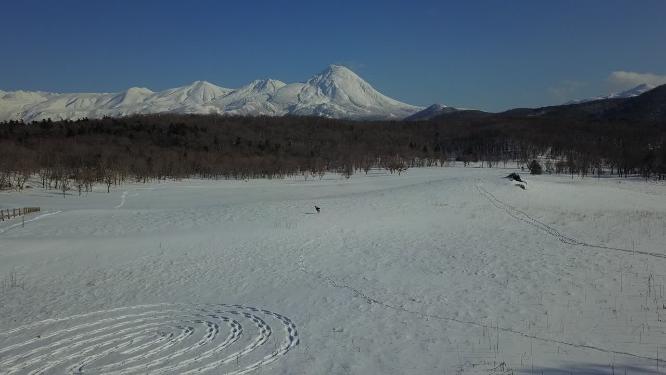 日本北海道知床雪原虾夷鹿雪山风光