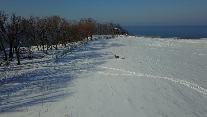日本北海道知床雪原虾夷鹿雪山风光