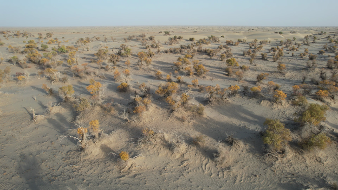 航拍广袤沙漠植被