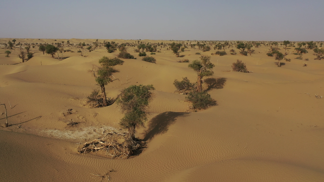 新疆塔克拉玛干沙漠胡杨林自然风光