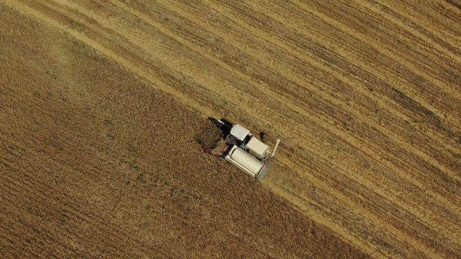 新疆奇台江布拉克麦田拖拉机机械化收割小麦航拍景观