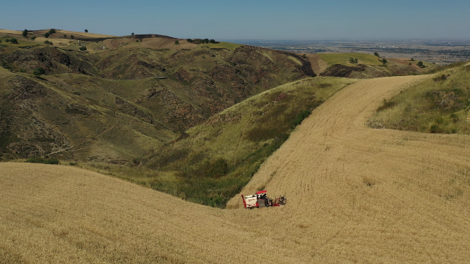 新疆奇台江布拉克麦田拖拉机机械化收割小麦航拍景观