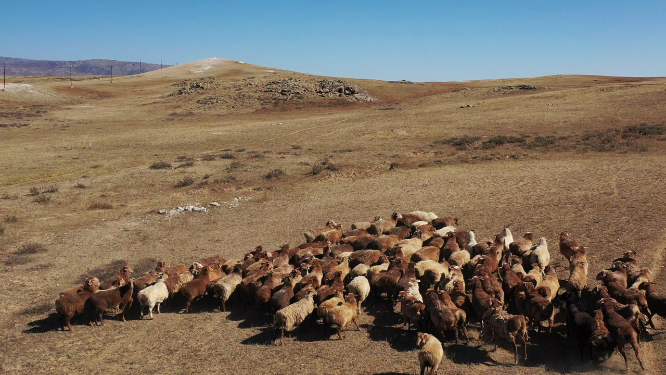 新疆阿勒泰牧场绵羊放牧