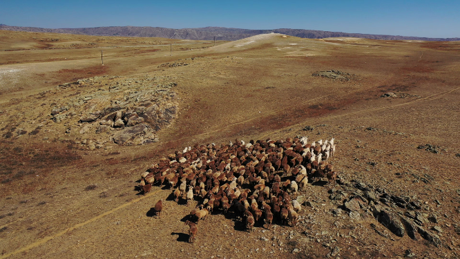 新疆阿勒泰牧场绵羊放牧
