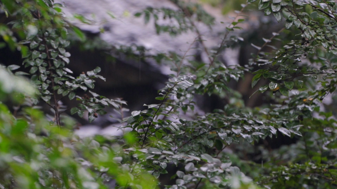 树林下雨-隐居意境