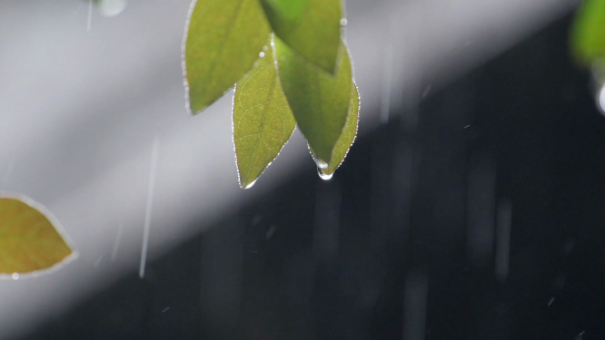 雨水滴落在树叶上