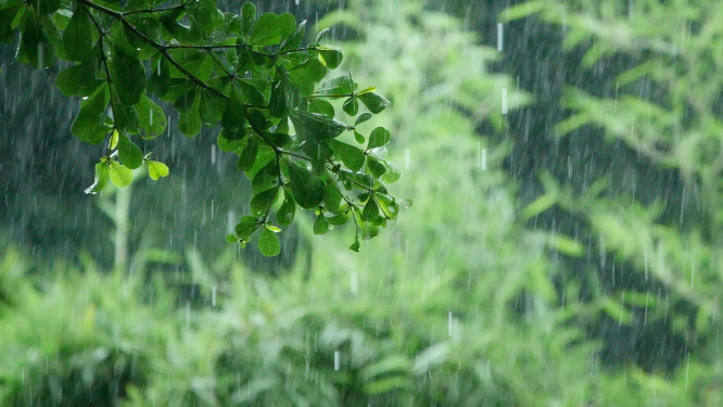 暴雨中的树叶滴水