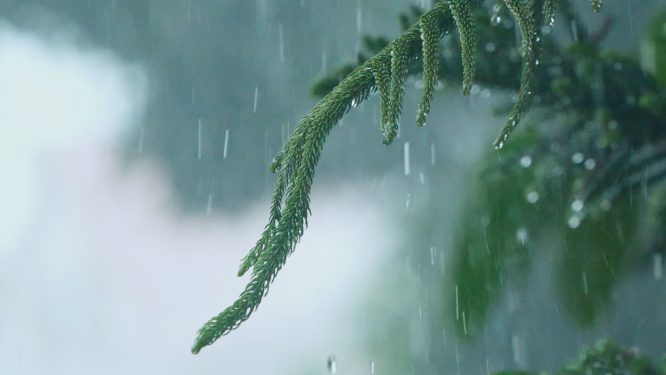 暴雨天气下的松树枝，雨滴滴落慢镜头视频