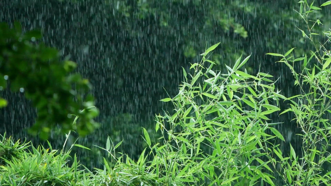大雨中的竹子竹叶视频素材