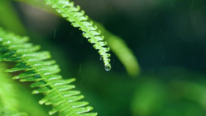 森林绿色植物雨中水滴滴落慢镜头视频素材