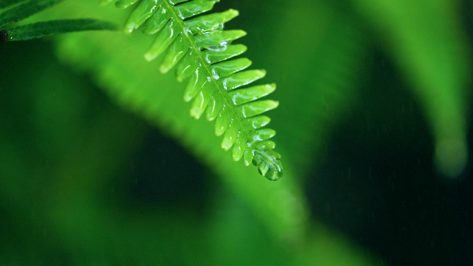 森林绿色植物雨中水滴滴落慢镜头视频素材