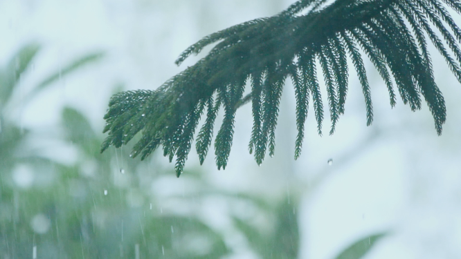 雨中的植物，松树枝上雨滴滴落视频素材