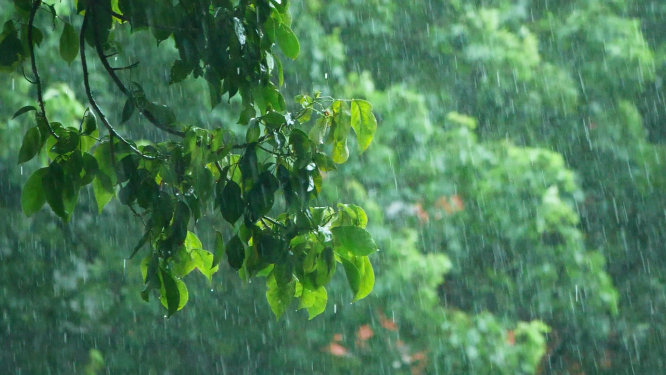 唯美雨景，极端天气视频素材