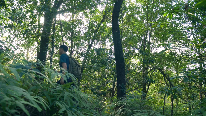 男性登山爱好者爬山，原始森林探险4k视频