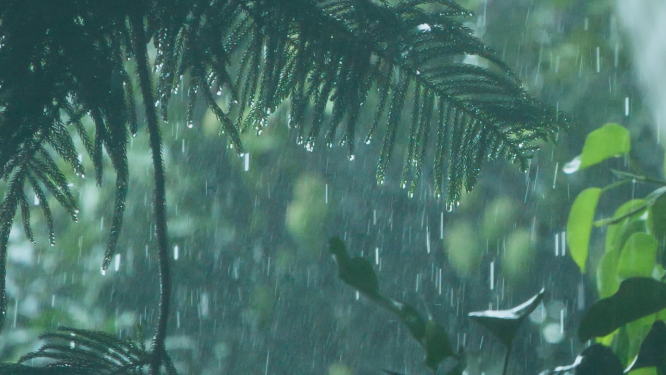 暴雨天气下的树林，雨滴从树叶上滴落
