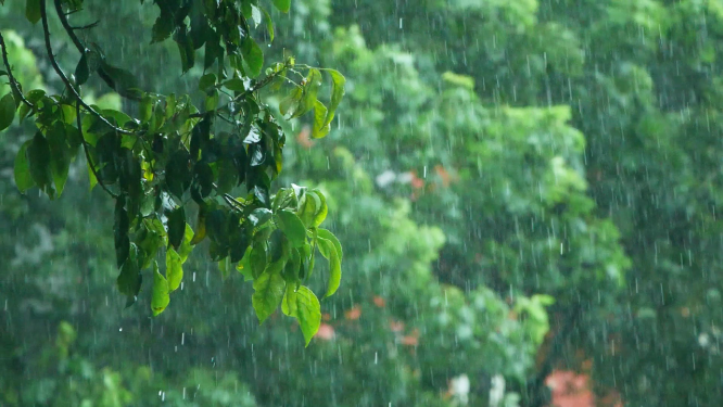 暴雨中的树叶随风摇摆