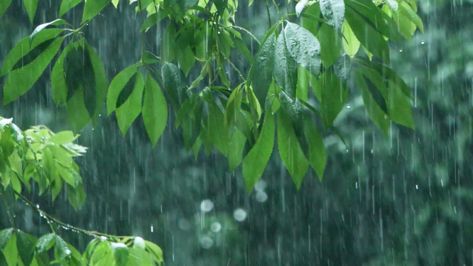 暴风雨中的树叶，雨滴滴落慢镜头视频素材