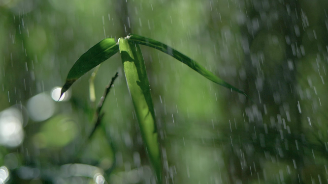 森林树林下太阳雨，唯美竹林雨景视频素材