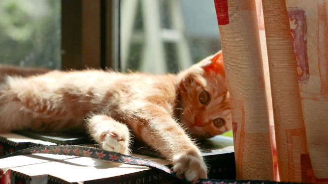 书架上的橘猫，可爱宠物小猫咪4k视频素材