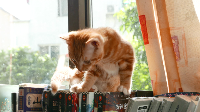 书架上的橘猫，可爱宠物小猫咪4k视频素材