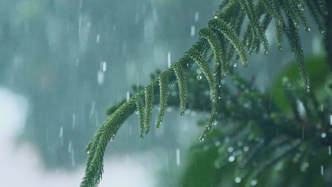 暴雨天气下的松树枝雨滴滴落唯美清新视频