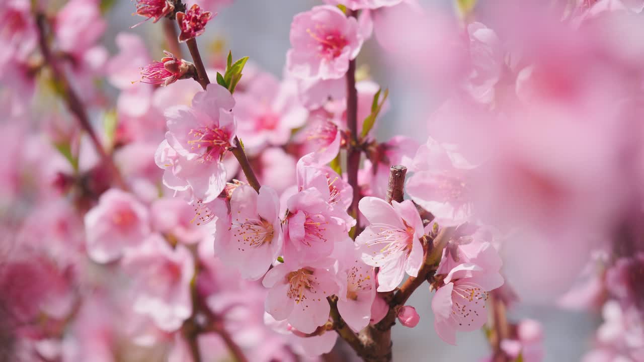 唯美桃花