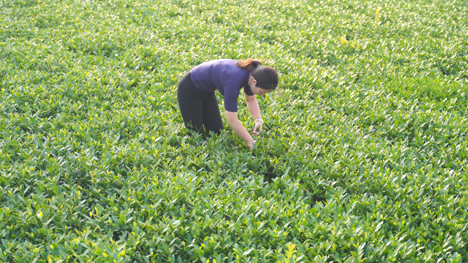 女性采摘茶叶