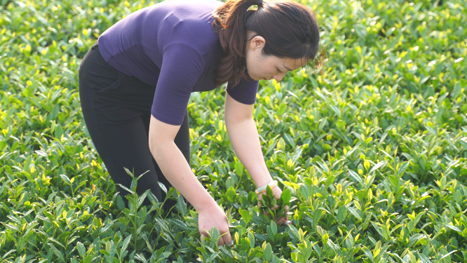 女性采摘茶叶