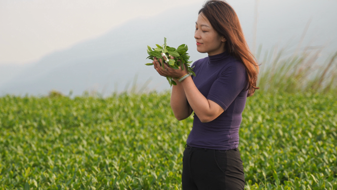 女性手捧新鲜茶叶嗅闻