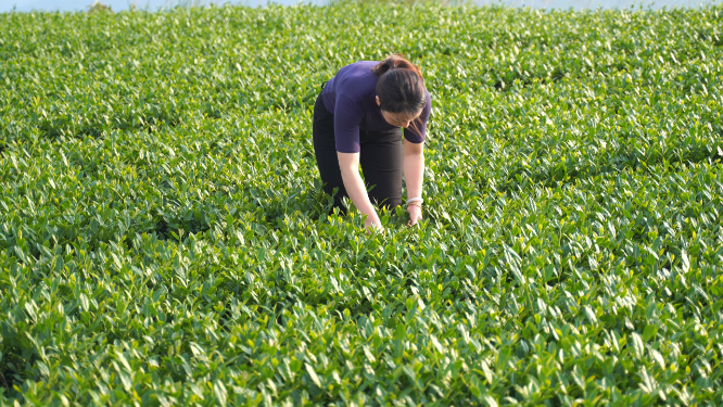 女性采摘茶叶